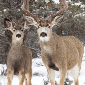 Meet your Posher, Hunter